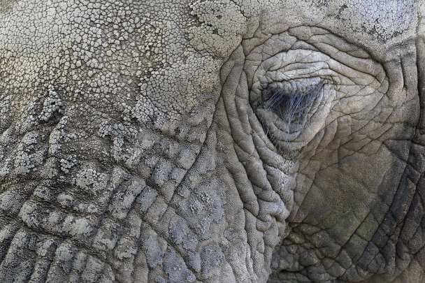 savanne olifant (loxodonta africana) 4-2022 1653